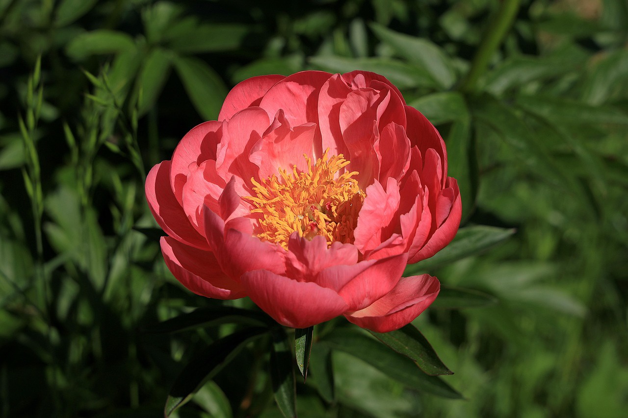 peony-7210398_1280